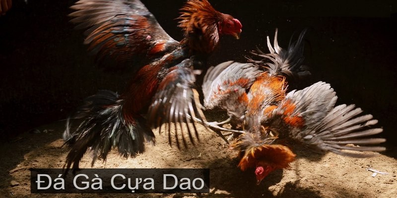 Tổng quan về trò chơi đá gà cựa dao YO88