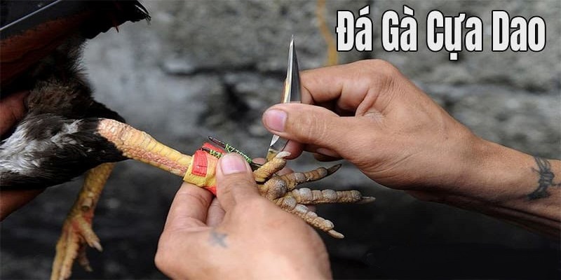 Đá Gà Cựa Dao - Bộ Môn Giải Trí Hấp Dẫn Tại Nhà Cái YO88